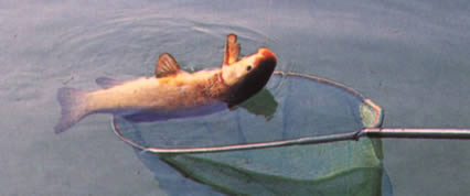 Jesolo pesca